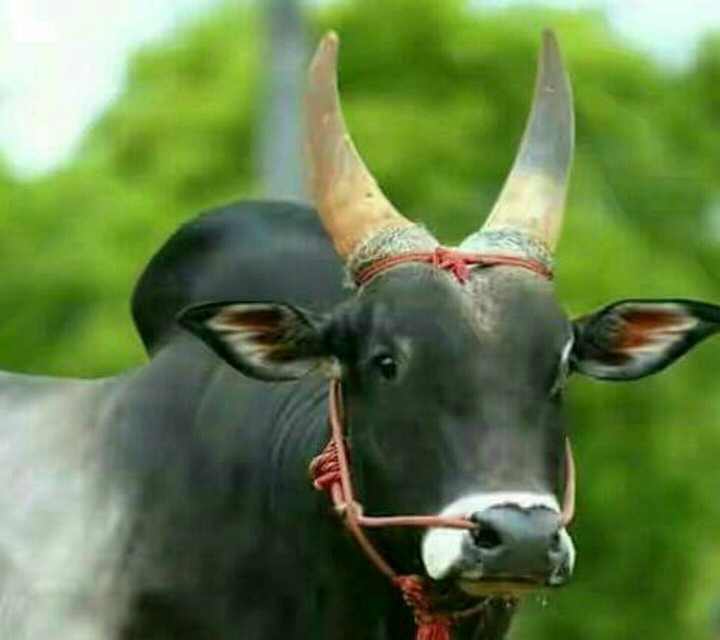kangeyum bull