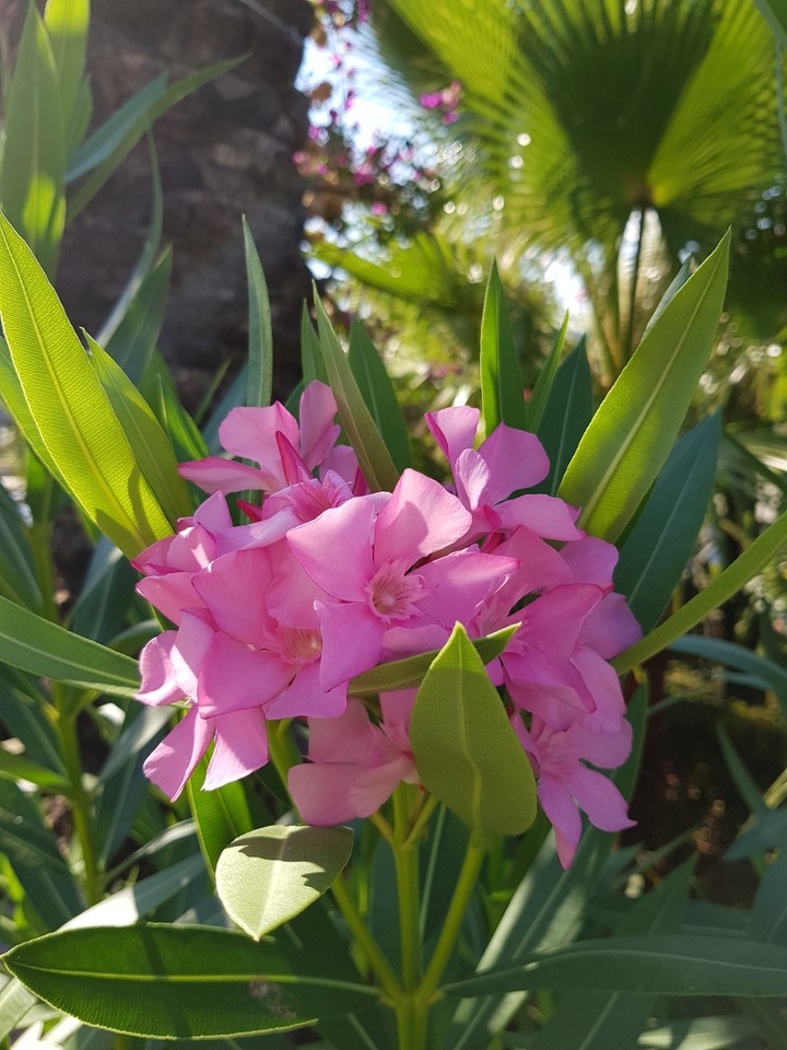 pink