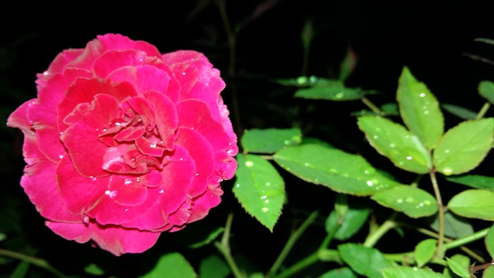 Rose