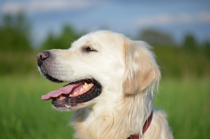 Benek dog