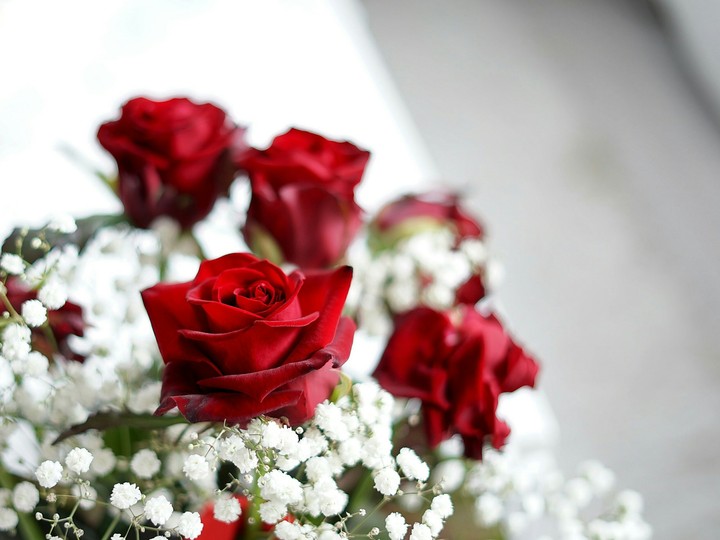 rose