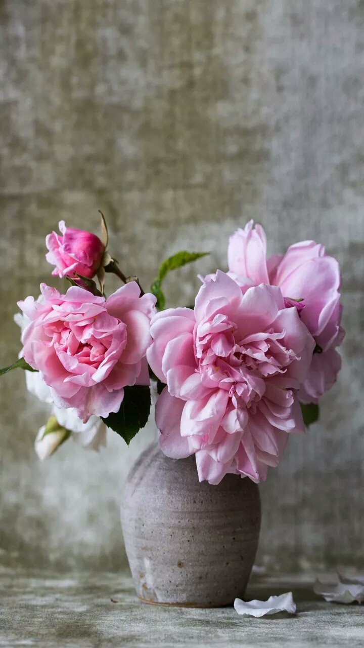 Rose.....