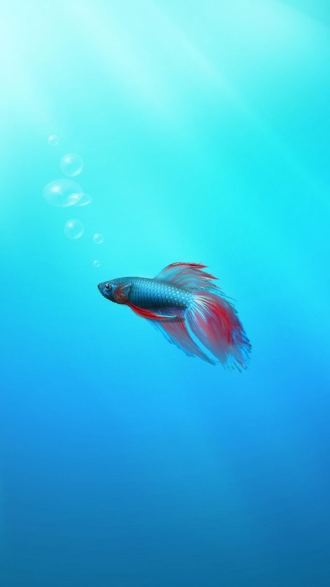 Pisces