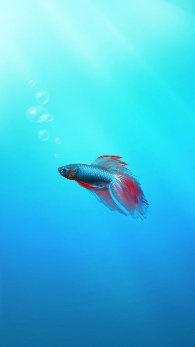 Pisces