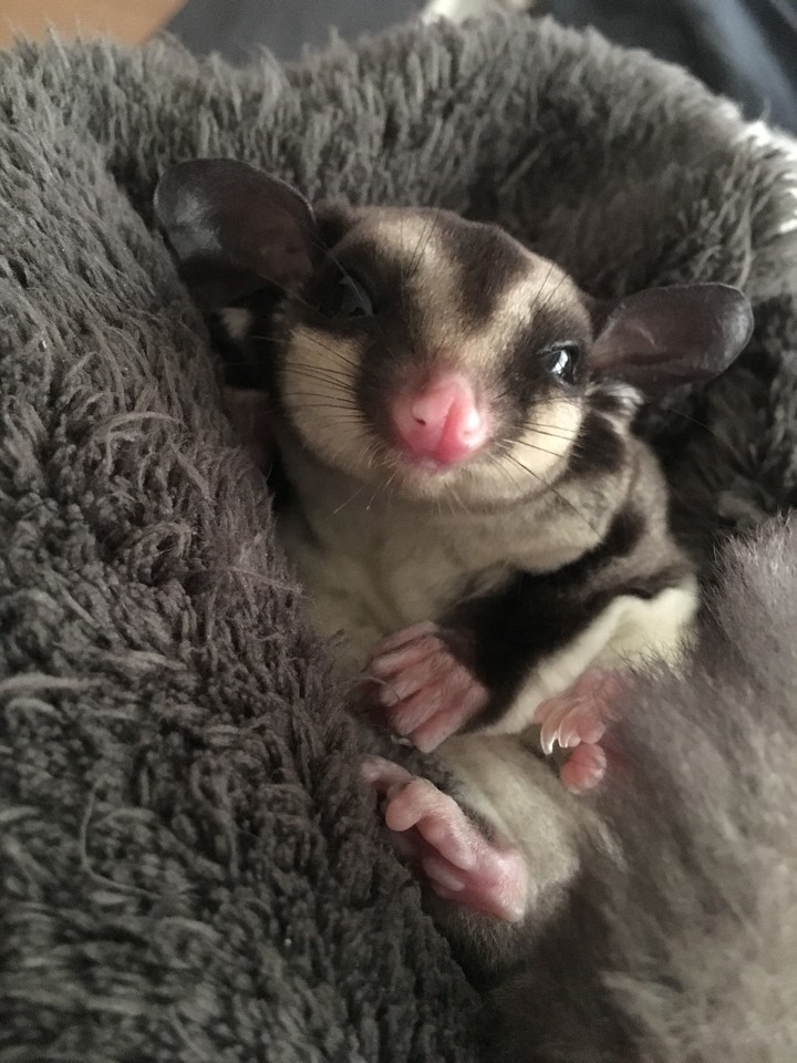 sugar glider 蜜袋鼯