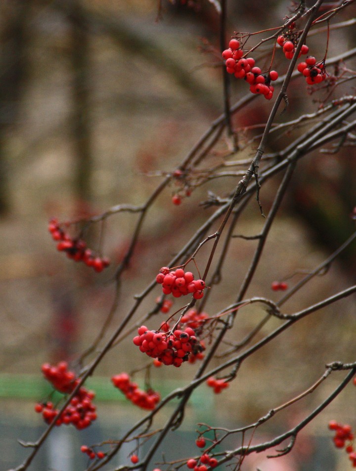 Berries