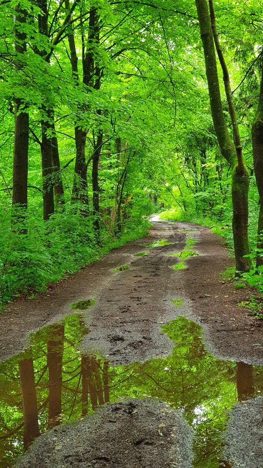 FOREST
