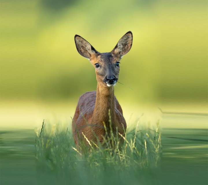 deer