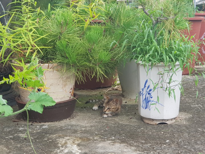 cat