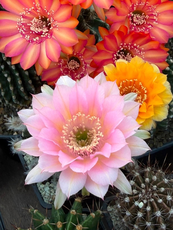 тапети petal, Cactus