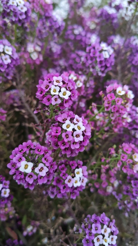 flower, pink háttérképek