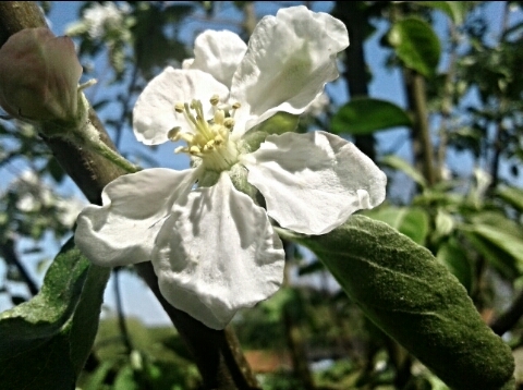 bloom