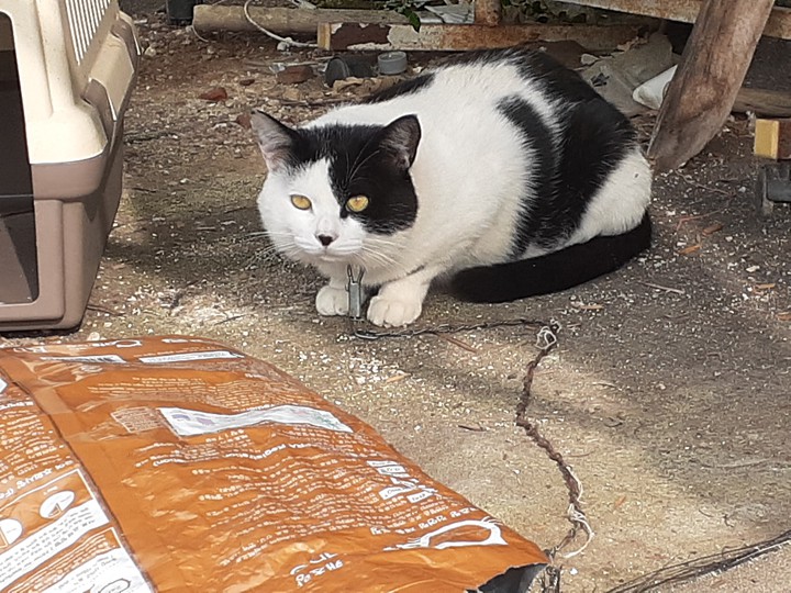 귀여운 점박이 고양이♡ Cute spotted cat♡