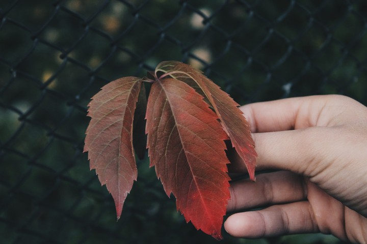 Autumn