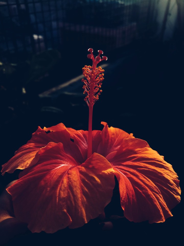 Hibiscus