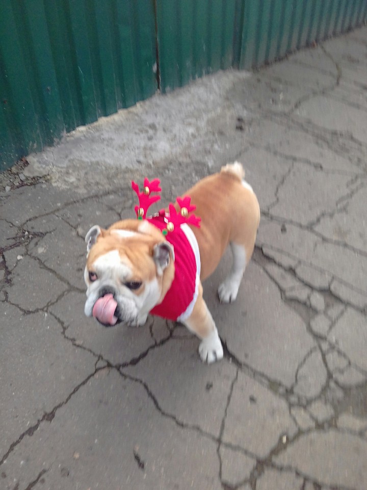 Cute bulldog