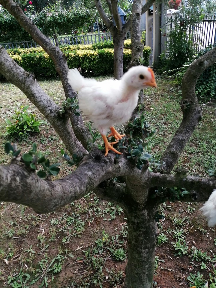 gallo