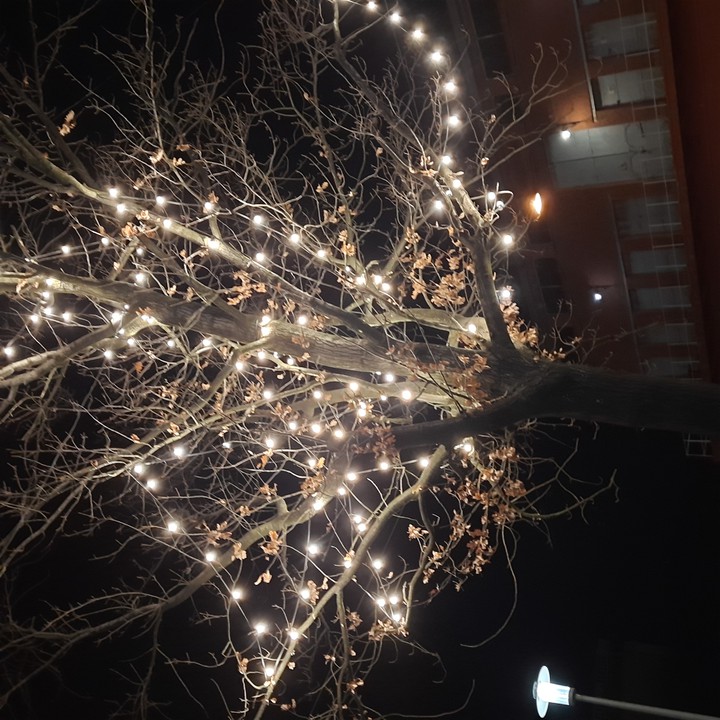 tree