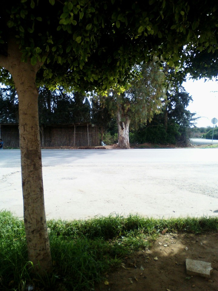 mansoura 4