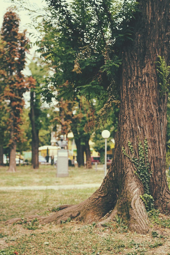 Tree