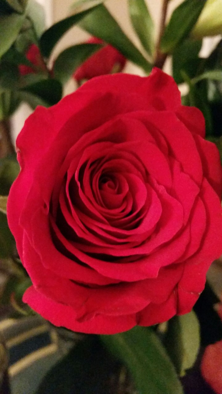 red rose