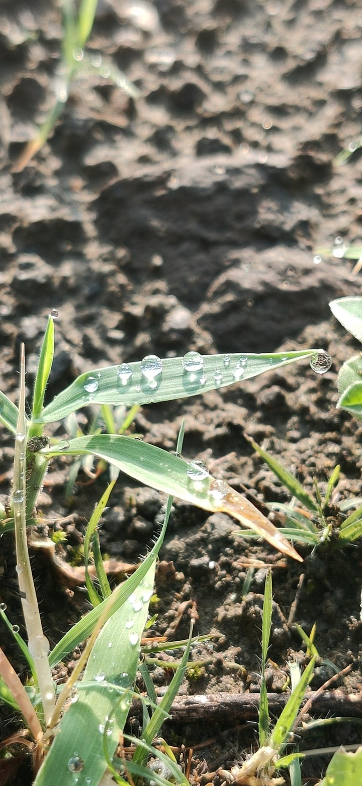 Water droplets