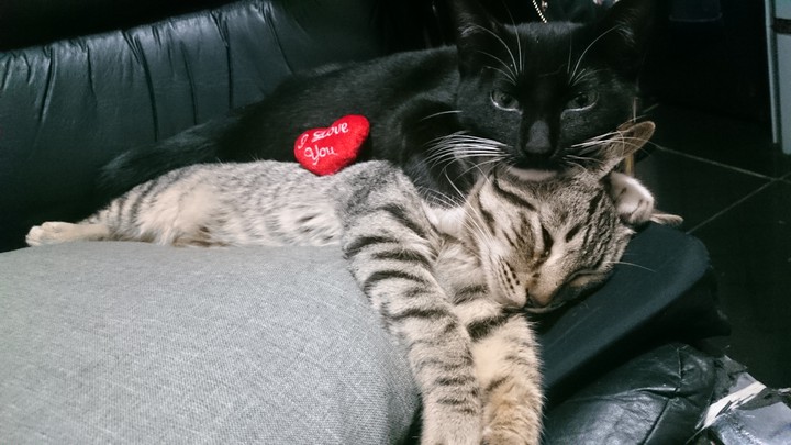 Cats