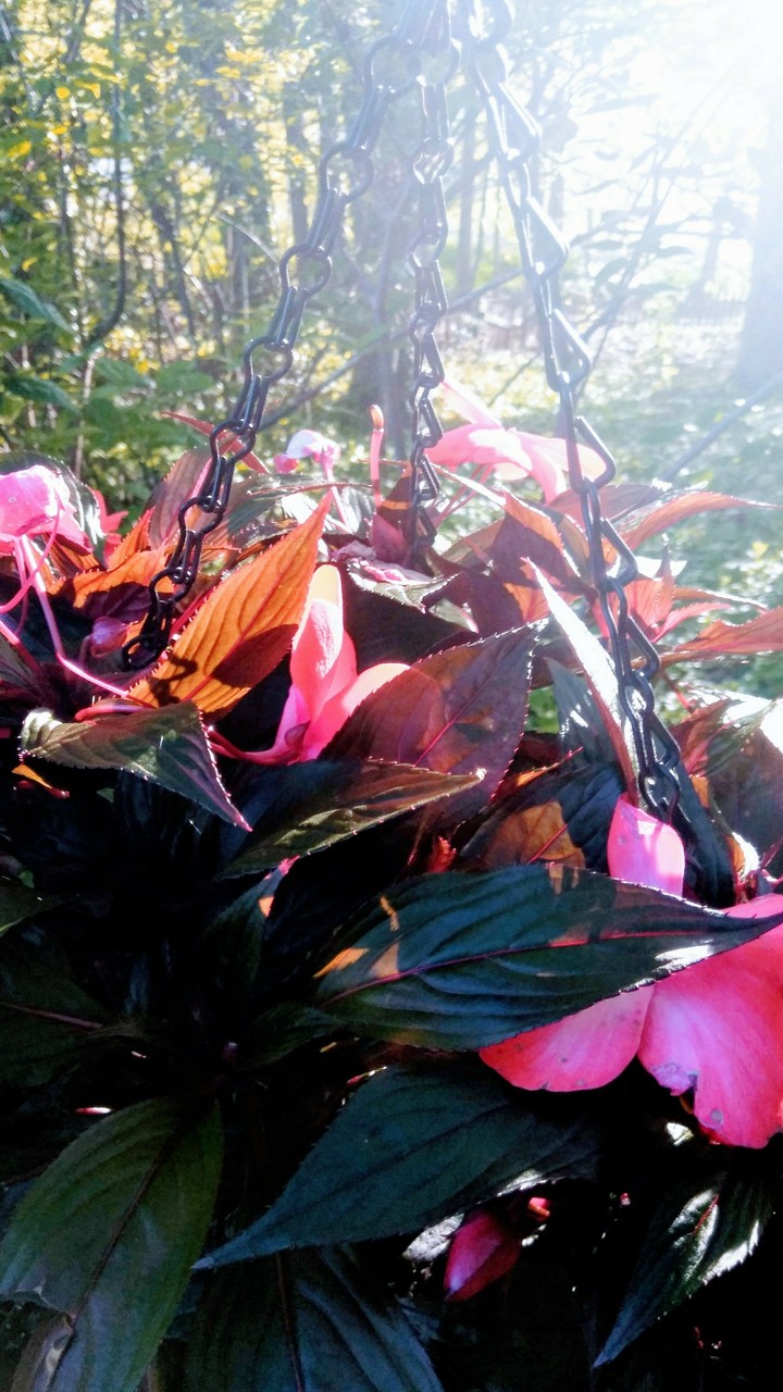 flowers