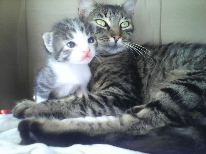Family
