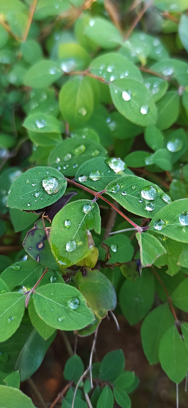 dew rain drop water green