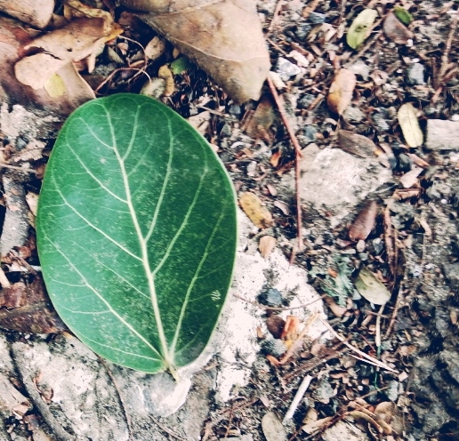 Green Leaf