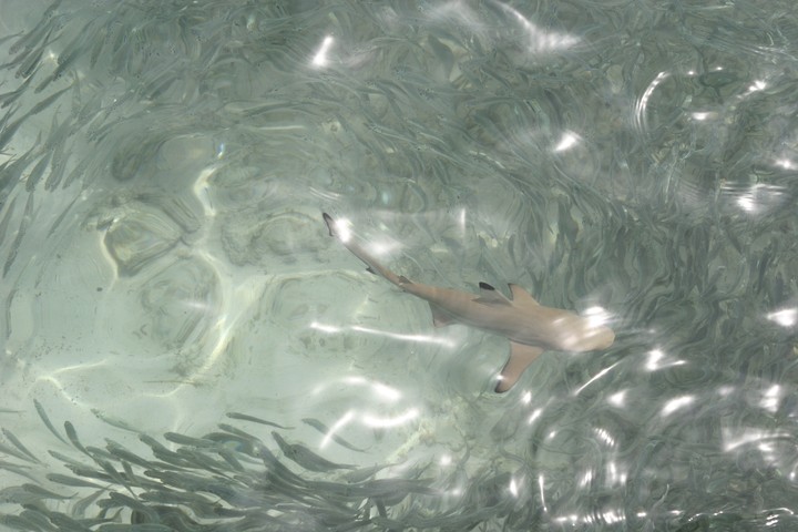 Sea