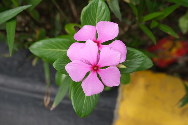 Flowery