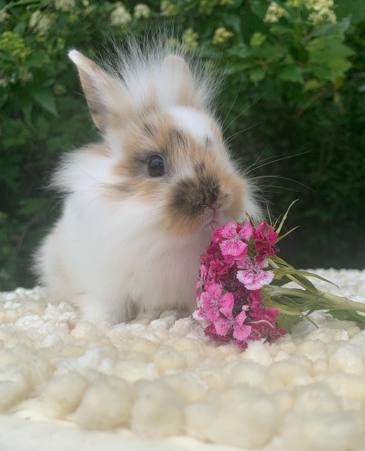 °•✿•°❁°•✿•°❁°•✿•°❁°•✿•°~