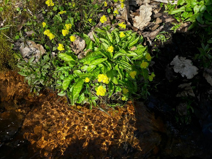 Spring