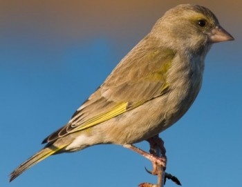 bird
