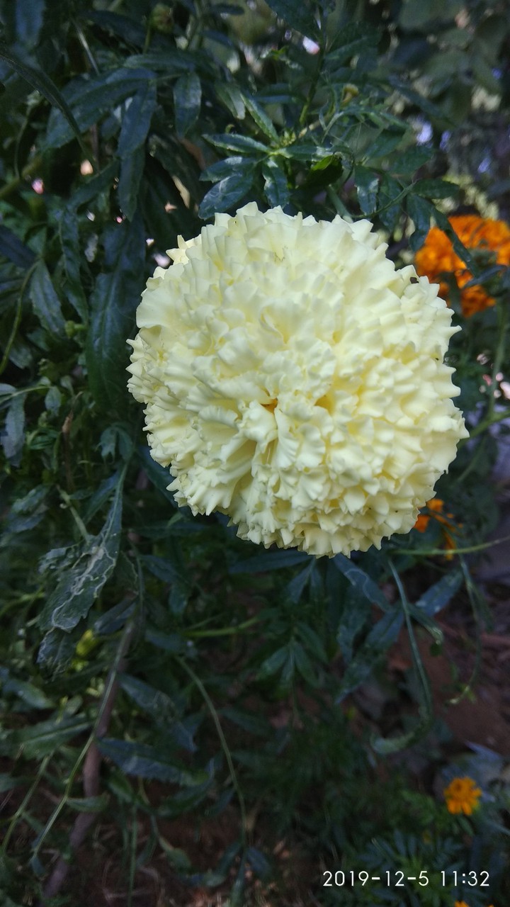 white marigold