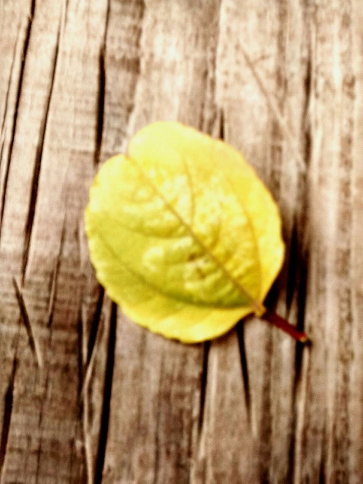 leaf