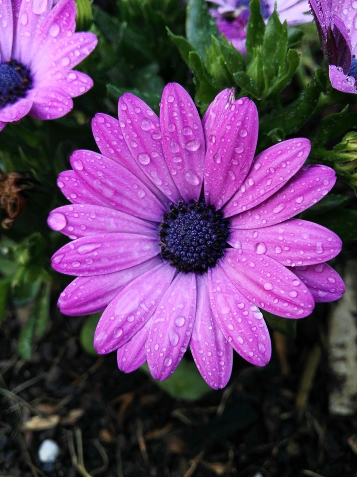 flower
