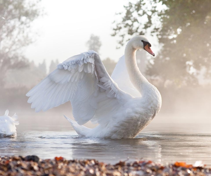 swan