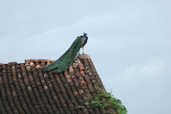 birds