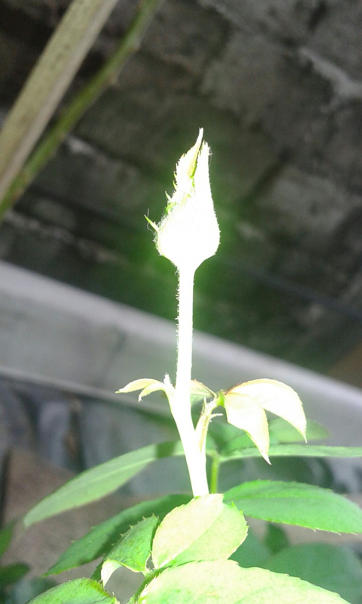 flash