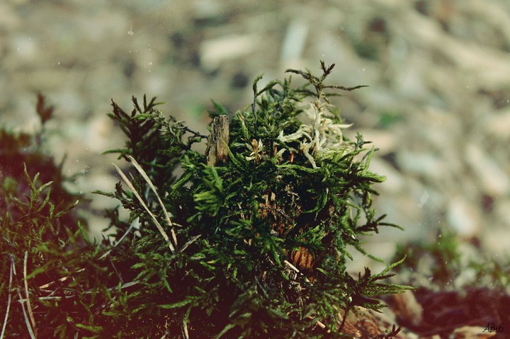 green forest