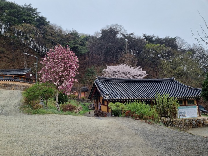 한국의봄