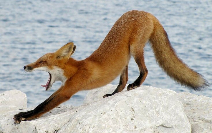 fox...