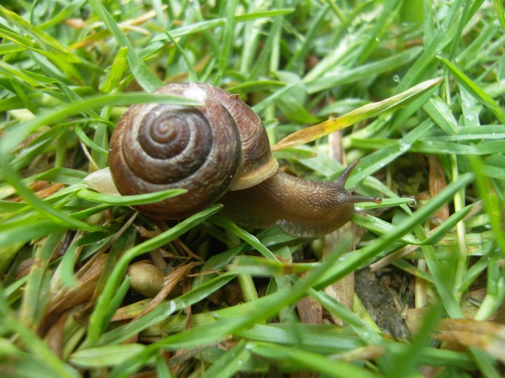 Little snail in the morning dew