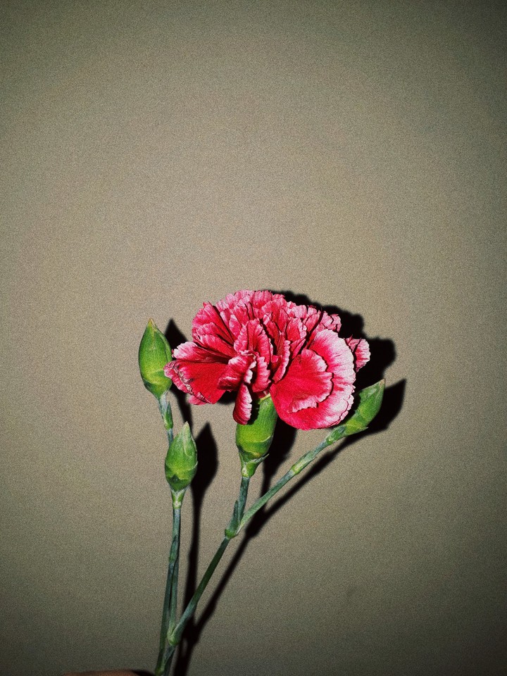 carnation