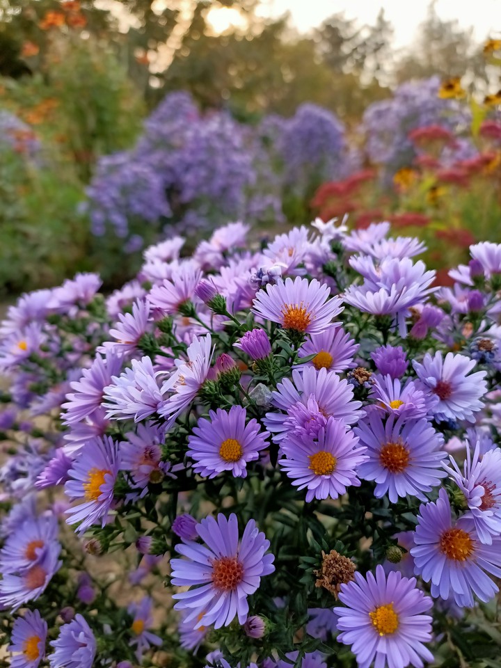 Botanic garden