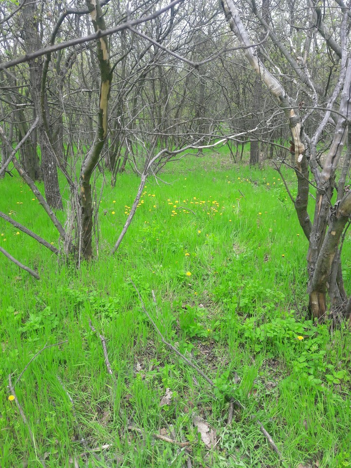 spring