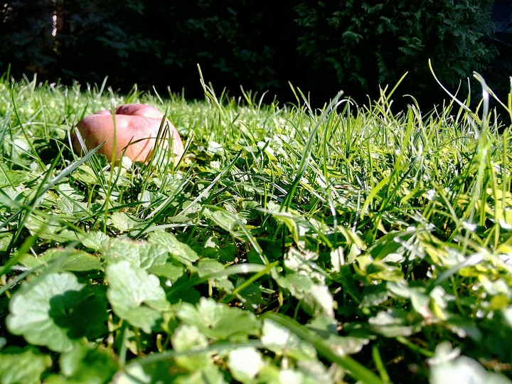 Lonely Apple